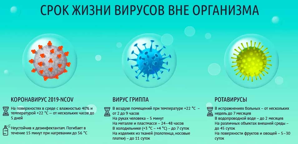 Срок жизни вирусов вне организма